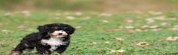 Mini Bernedoodle dogs for sale: Candy - Ad 2