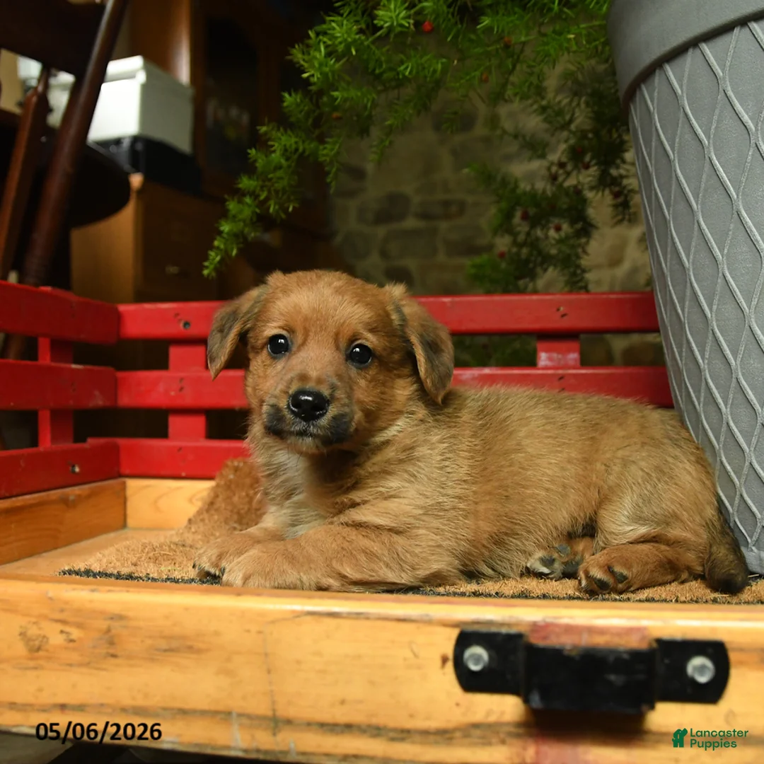 Corgipoo dogs for sale: Frankie - Ad 3