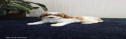 Toy Poodle dogs for sale: Tonya - Ad 3