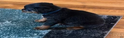 Rottweiler dogs for sale: Rottweiler 1 - Ad 10