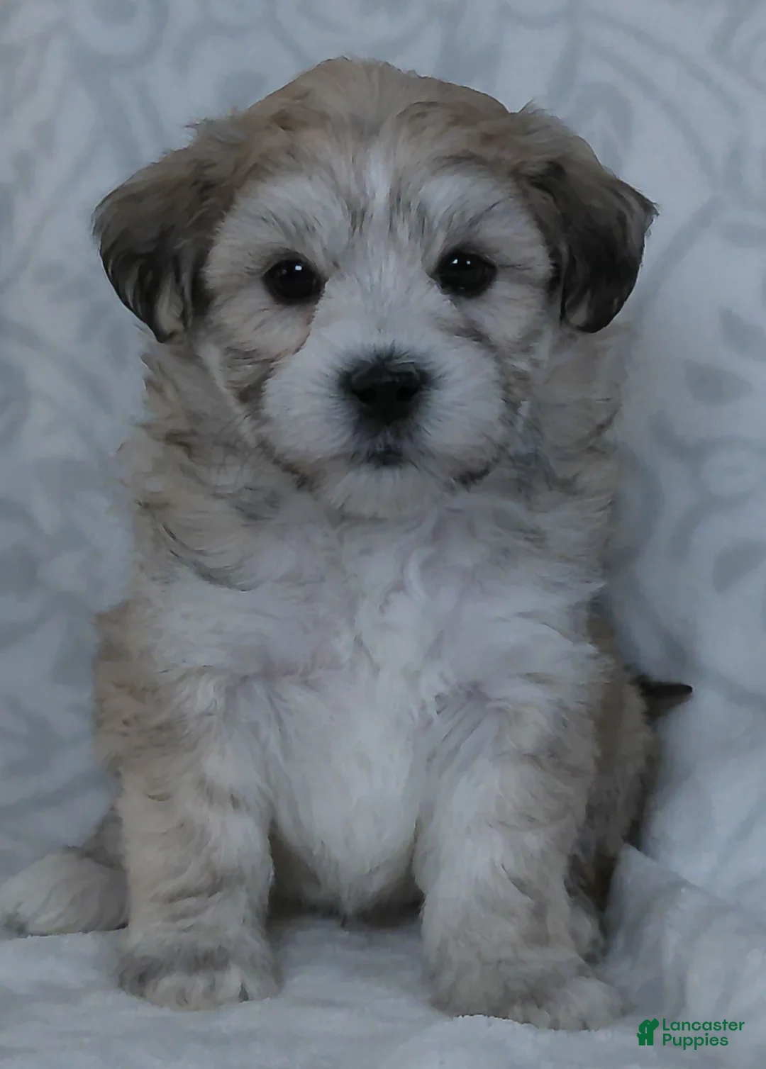 Teddy Bear dogs for sale: Bruno - Ad 4