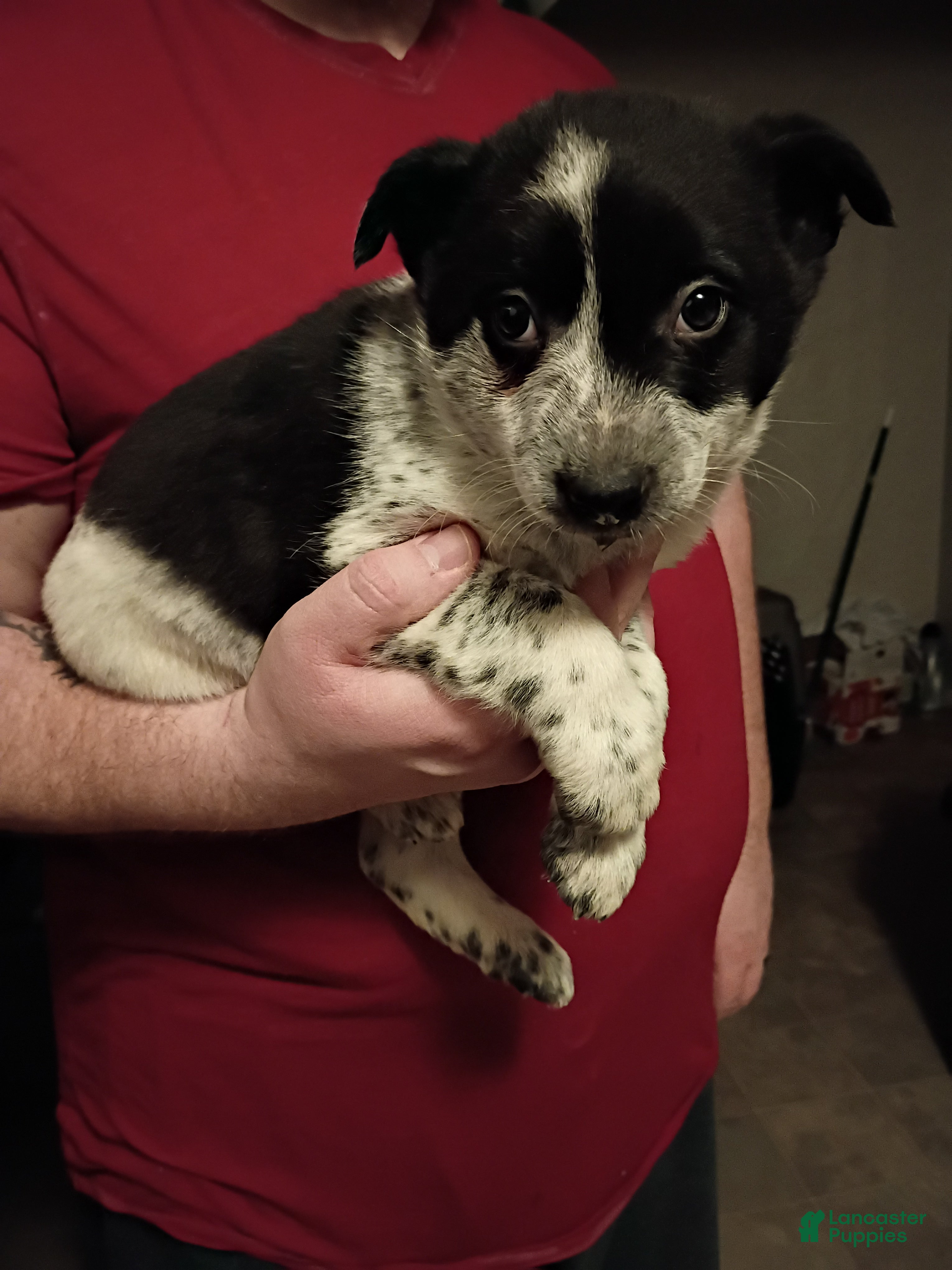 Mixed Breed dogs Jake - Ad 7