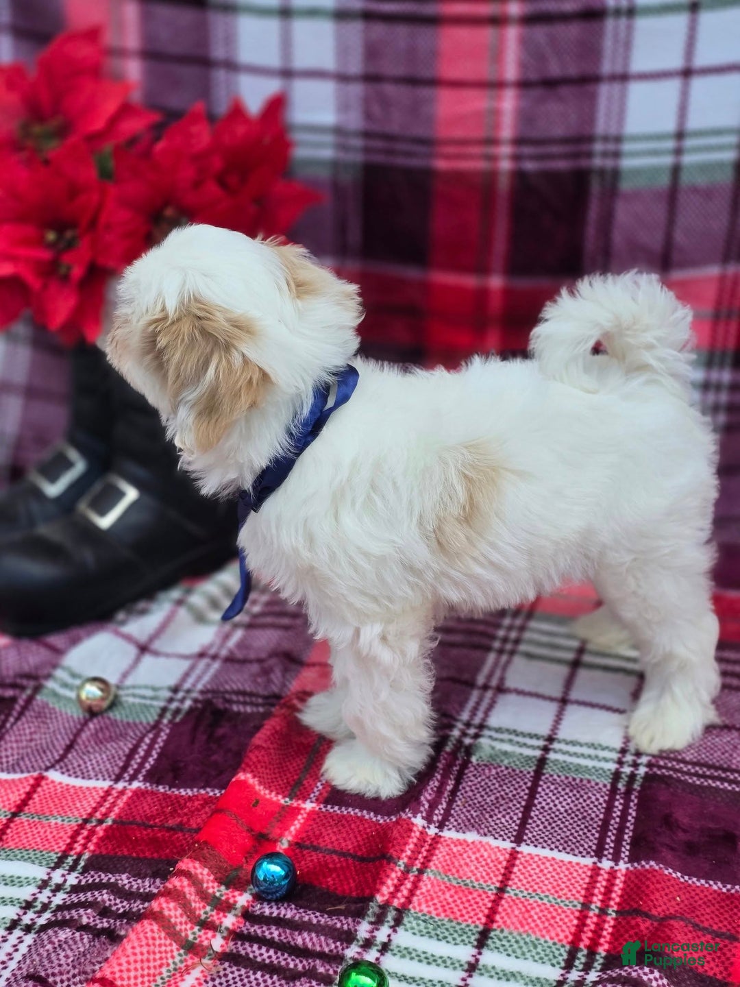 Mixed Breed dogs for sale: Creek - Ad 5