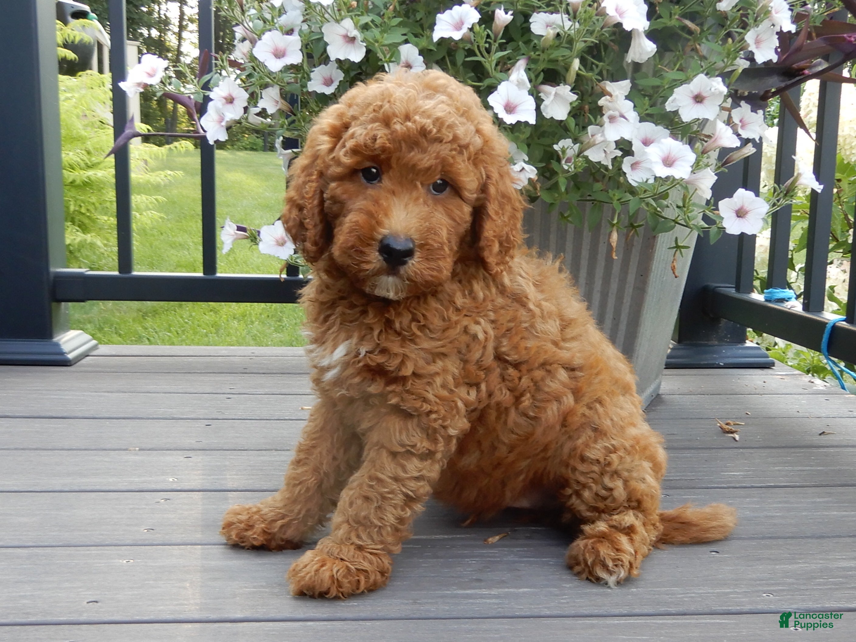 Mini Goldendoodle dogs Chase - Ad 2