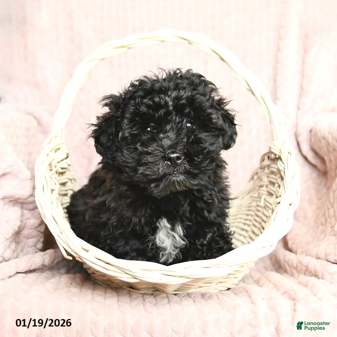 Mixed Breed dogs for sale: Chocolate - Ad 2