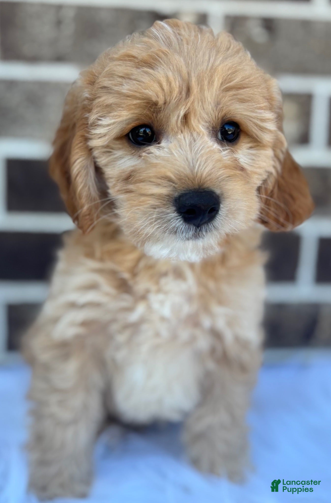 Mini Goldendoodle dogs Mini Goldendoodle 2 - Ad 2