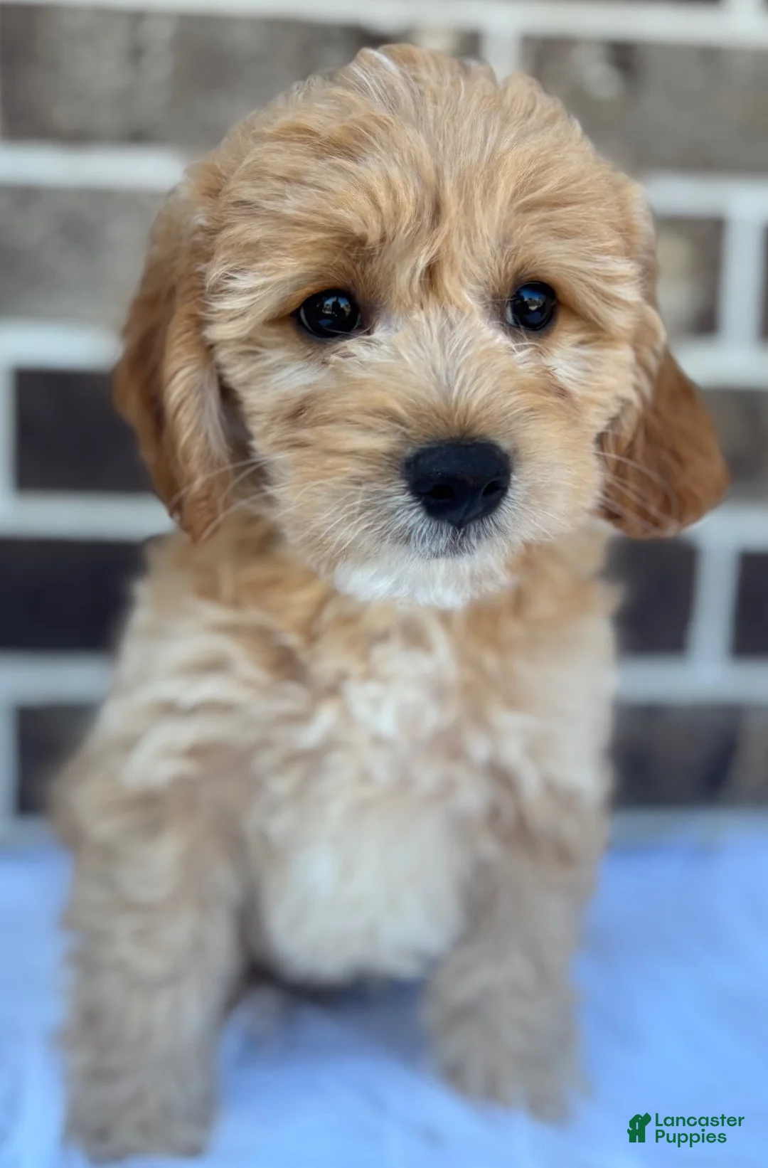 Mini Goldendoodle dogs for sale: Mini Goldendoodle 2 - Ad 2