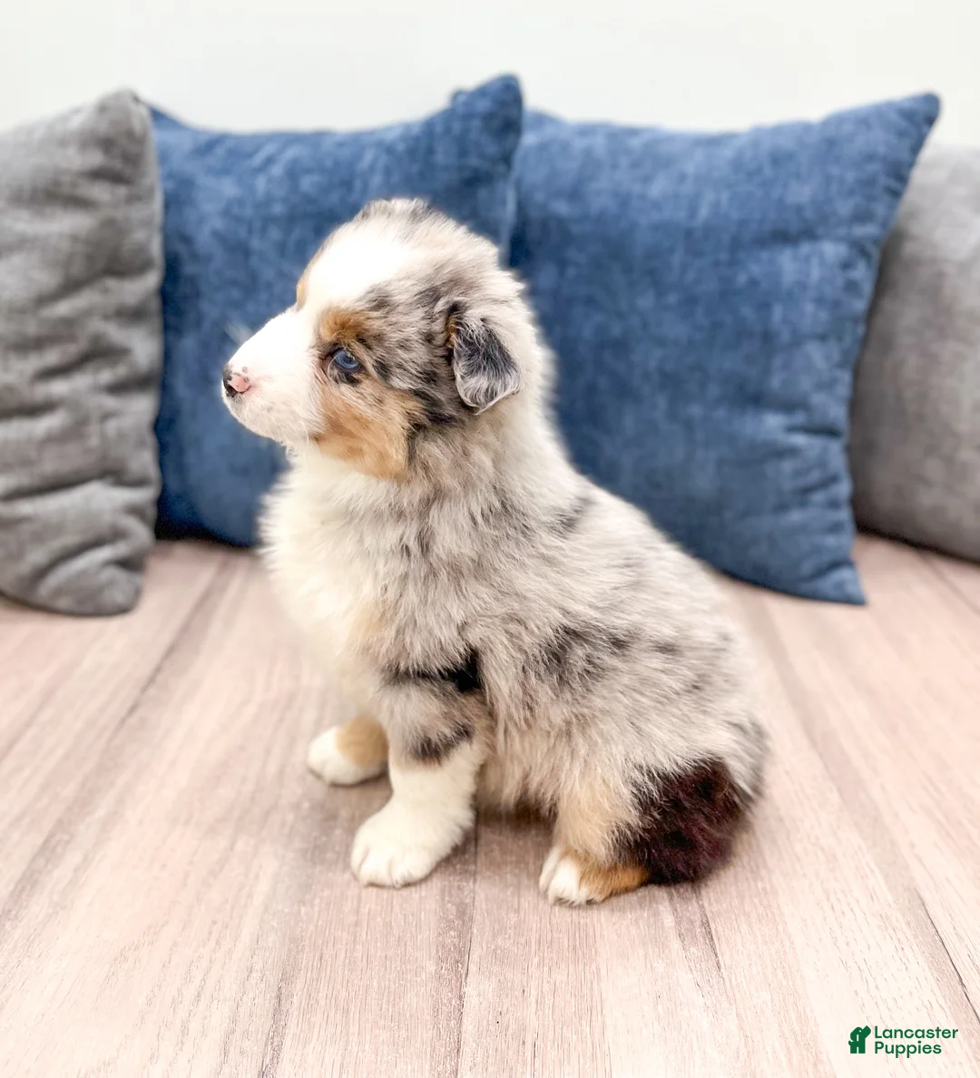 Miniature Australian Shepherd dogs for sale: Jackson - Ad 4