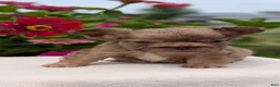 French Bulldog dogs for sale: Simba - Ad 6