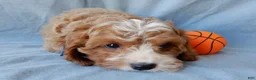 Cavapoo dogs for sale: Simon - Ad 6
