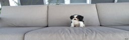 Cavalier King Charles Spaniel dogs for sale: Marshal - Ad 1