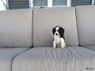 Cavalier King Charles Spaniel dogs Marshal - Ad 14