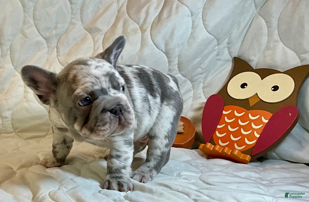 French Bulldog dogs for sale: Garmin - Ad 16