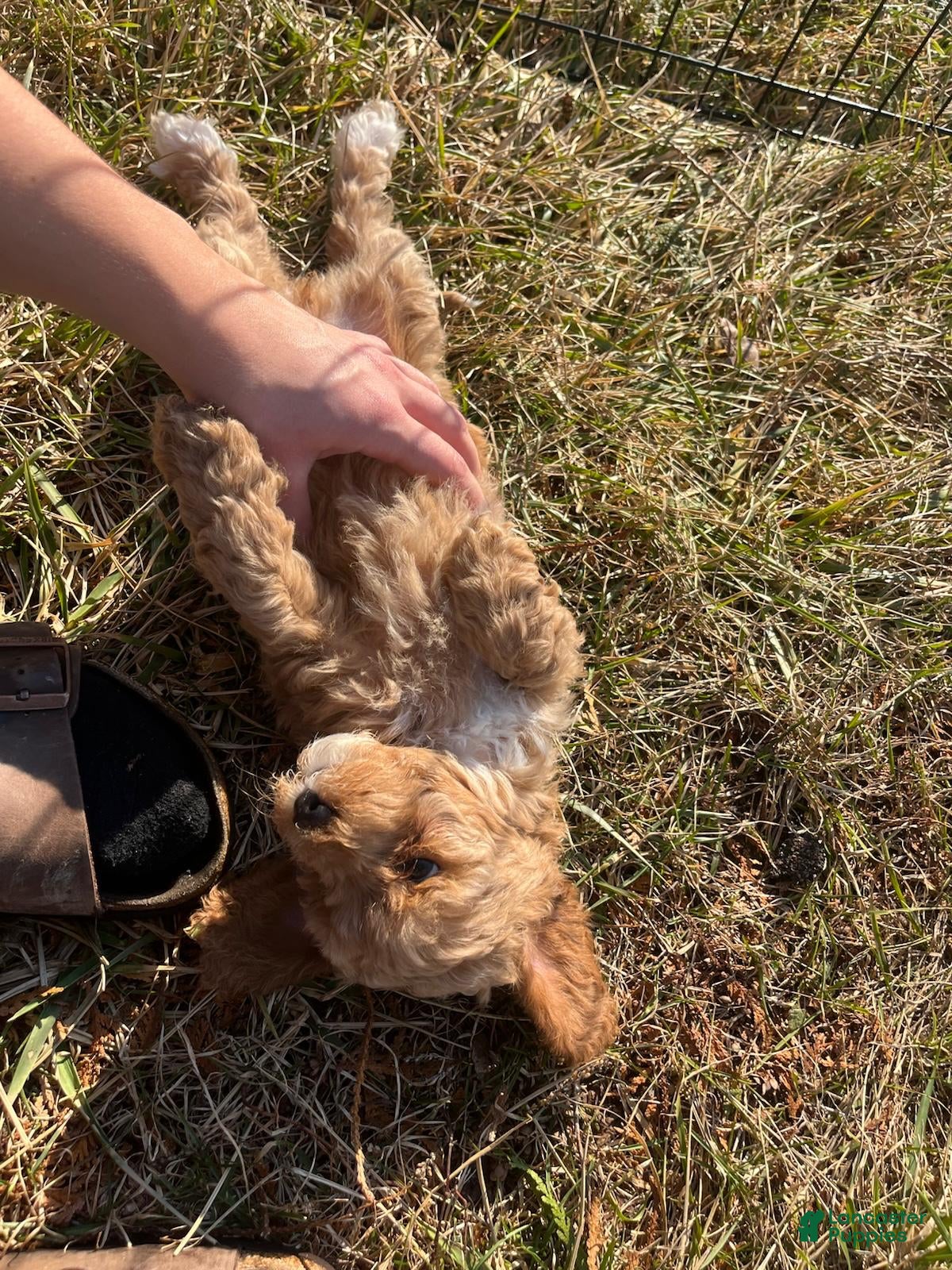 Cavapoo dogs Elsa - Ad 2