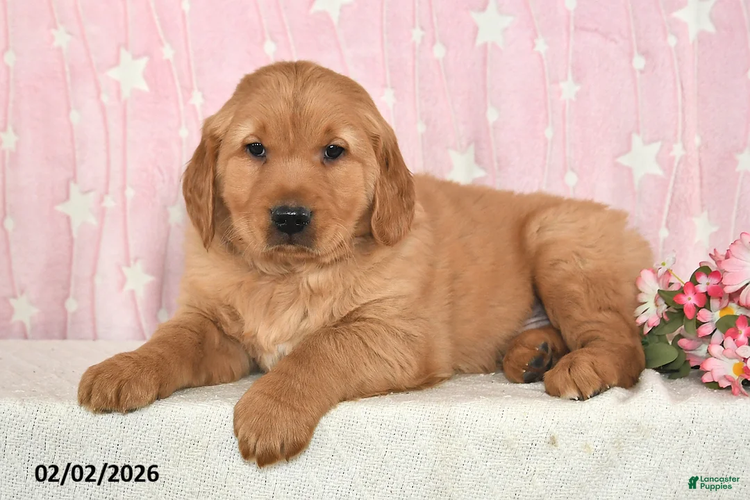 Golden Retriever dogs for sale: Ozark - Ad 4