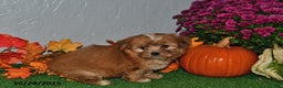 Shorkie dogs for sale: Smokey - Ad 3