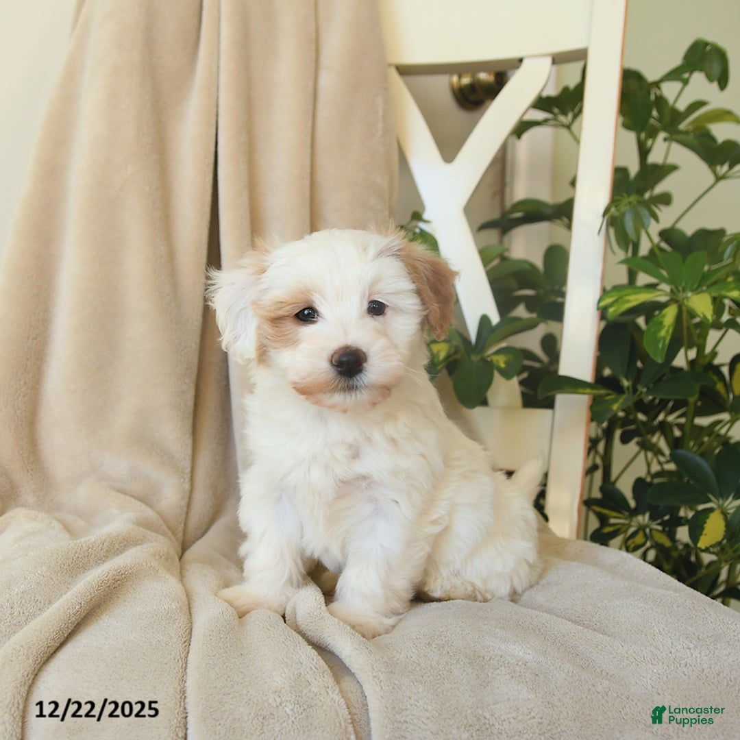 Havapoo dogs for sale: Lancelot - Ad 8