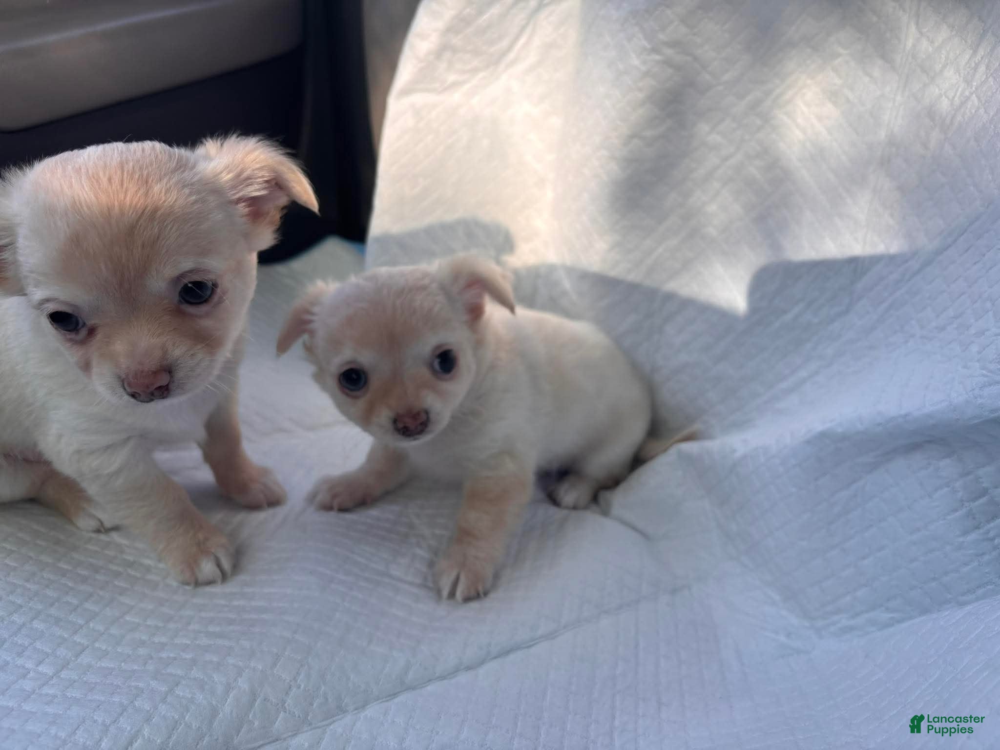 Chihuahua dogs Chihuahua Puppy 1 - Ad 35