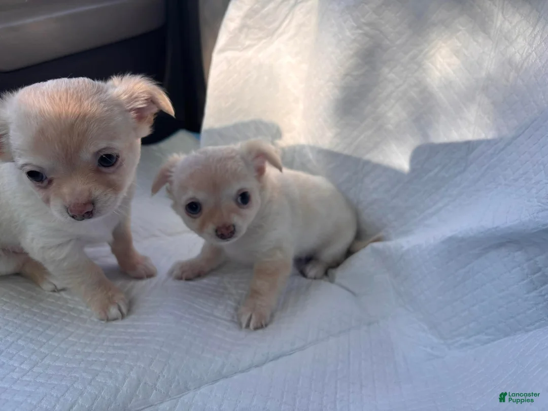 Chihuahua dogs for sale: Chihuahua Puppy 1 - Ad 1