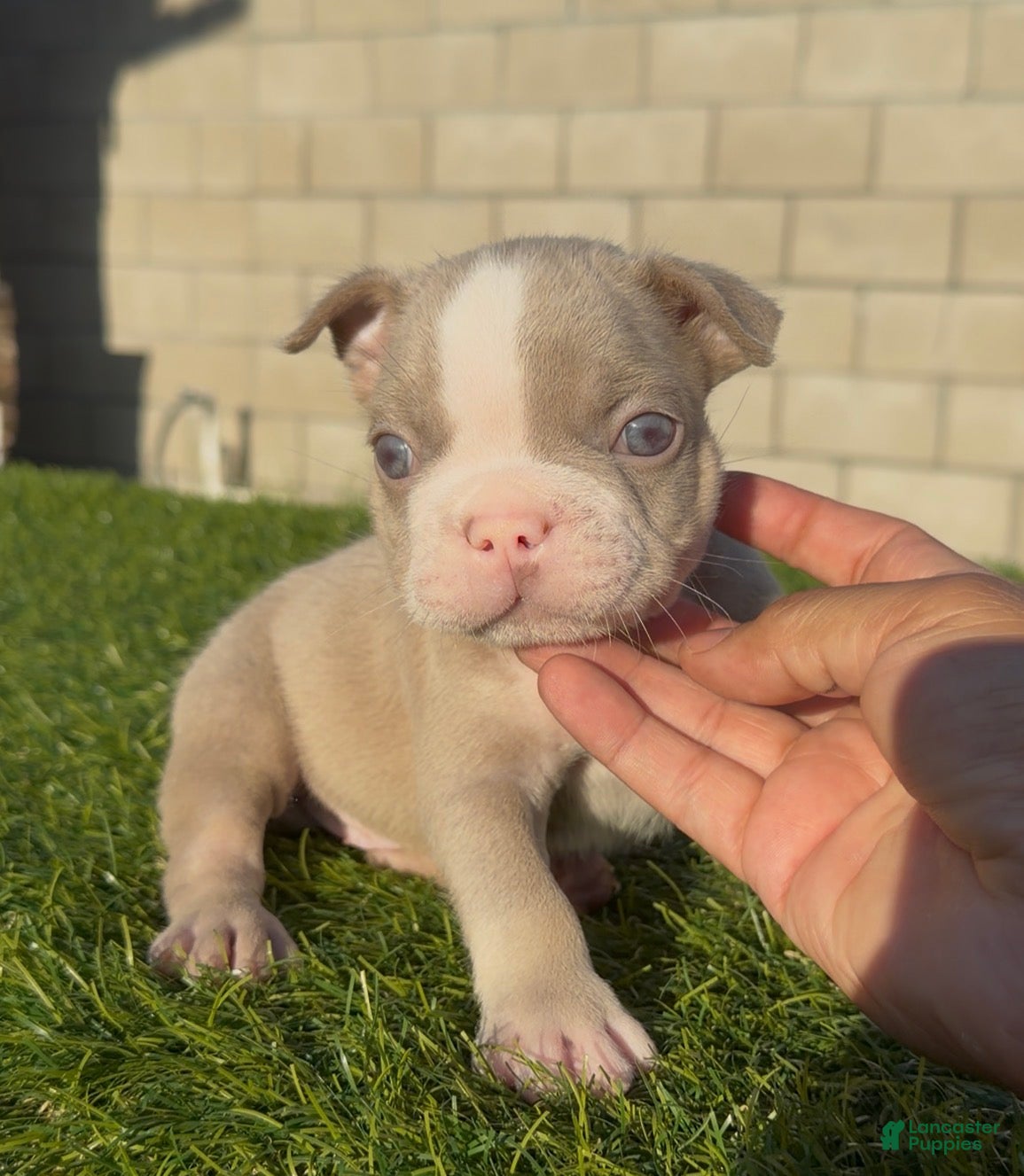 French Bulldog dogs French Bulldog 2 - Ad 13