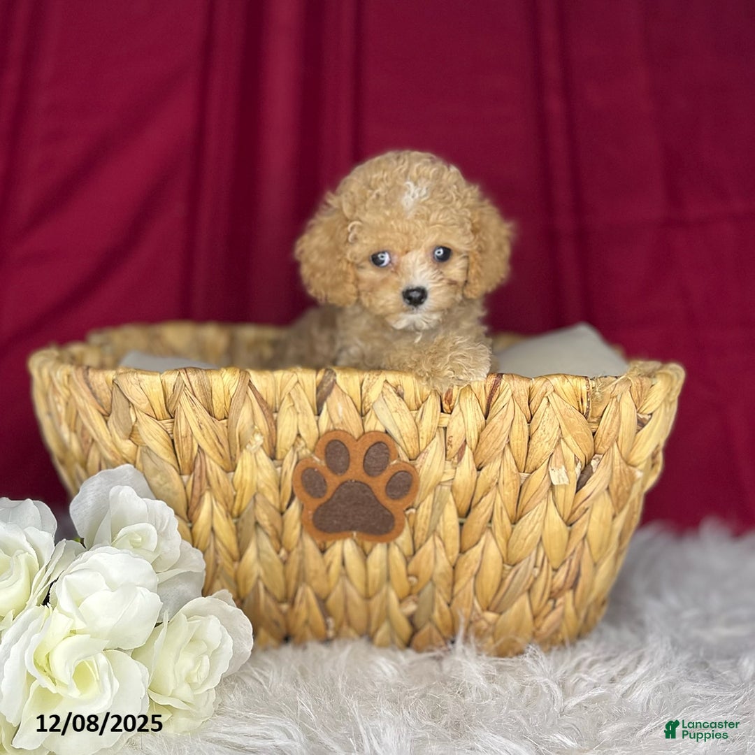 Cavapoochon dogs for sale: Laney - Ad 2