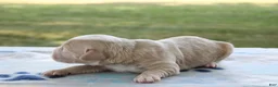Mini Goldendoodle dogs for sale: Victor - Ad 7