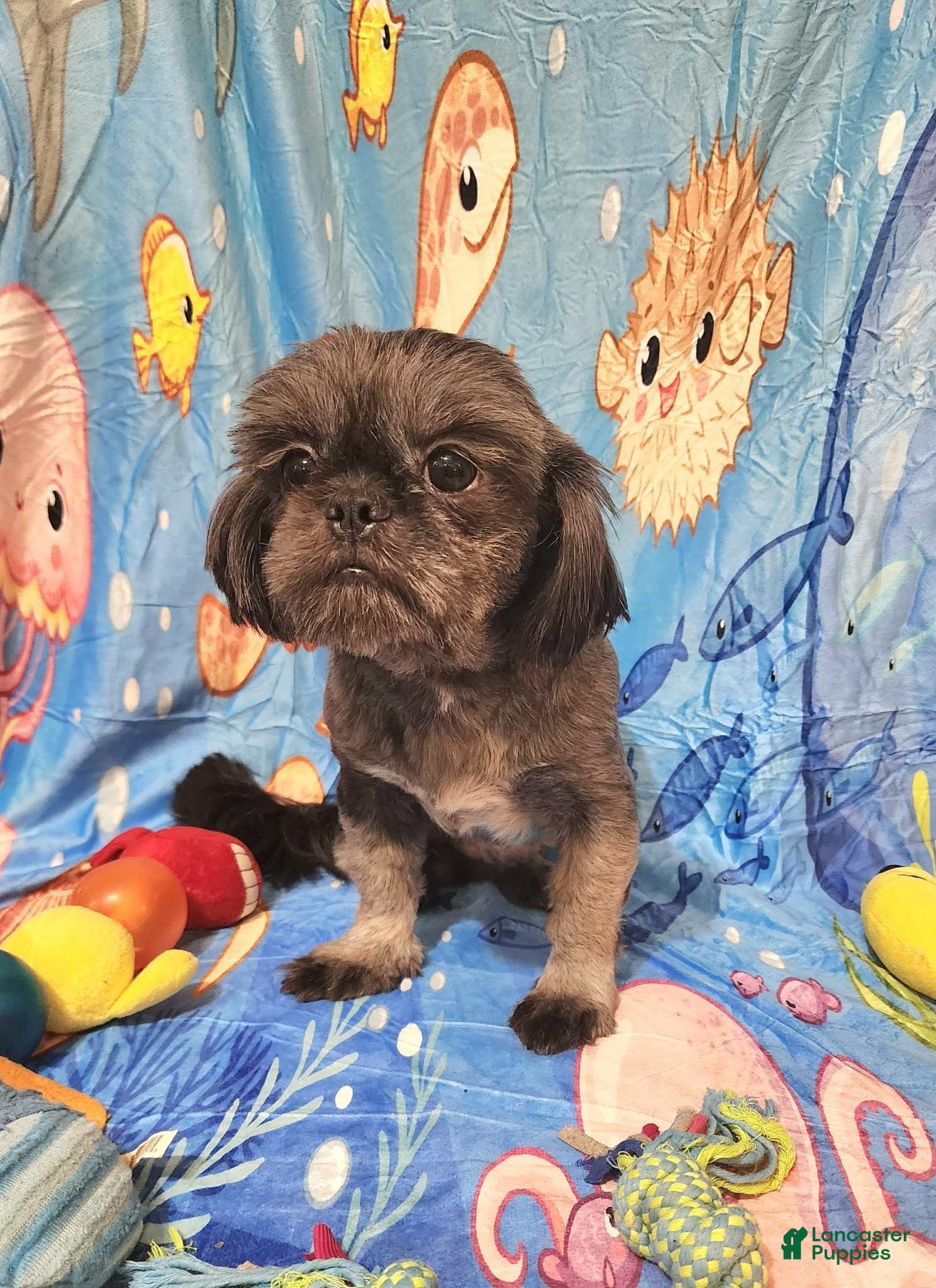 Shih Tzu dogs Shih Tzu 3 - Ad 39