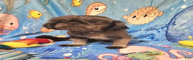 Shih Tzu 3