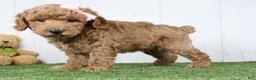 Miniature Poodle dogs for sale: Dixie - Ad 3