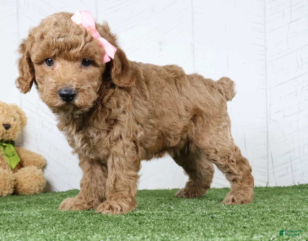 Miniature Poodle dogs for sale: Dixie - Ad 3