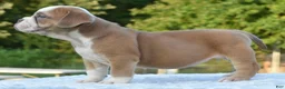 Mixed Breed dogs for sale: Luna bully hybrid  - Ad 13
