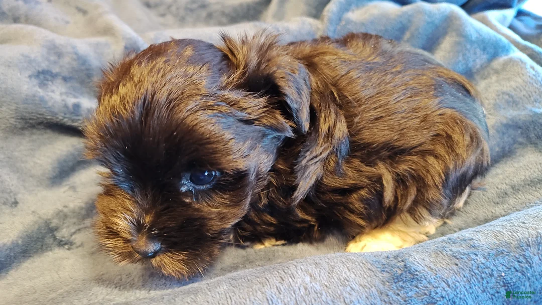 Miniature Schnauzer dogs for sale: Miniature Schnauzer Boy 1 - Ad 2