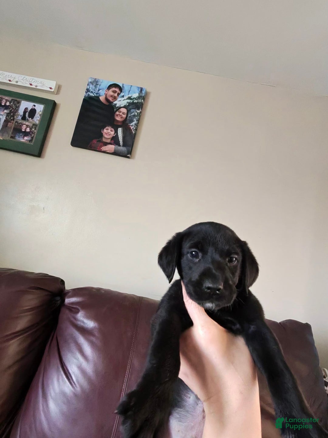 Mixed Breed dogs for sale: Carmella / Cinimini / Honey / Albany / Mini zoo / midnight - Ad 27