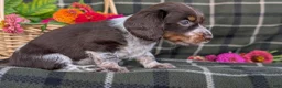 Dachshund dogs for sale: Taylor  - Ad 7