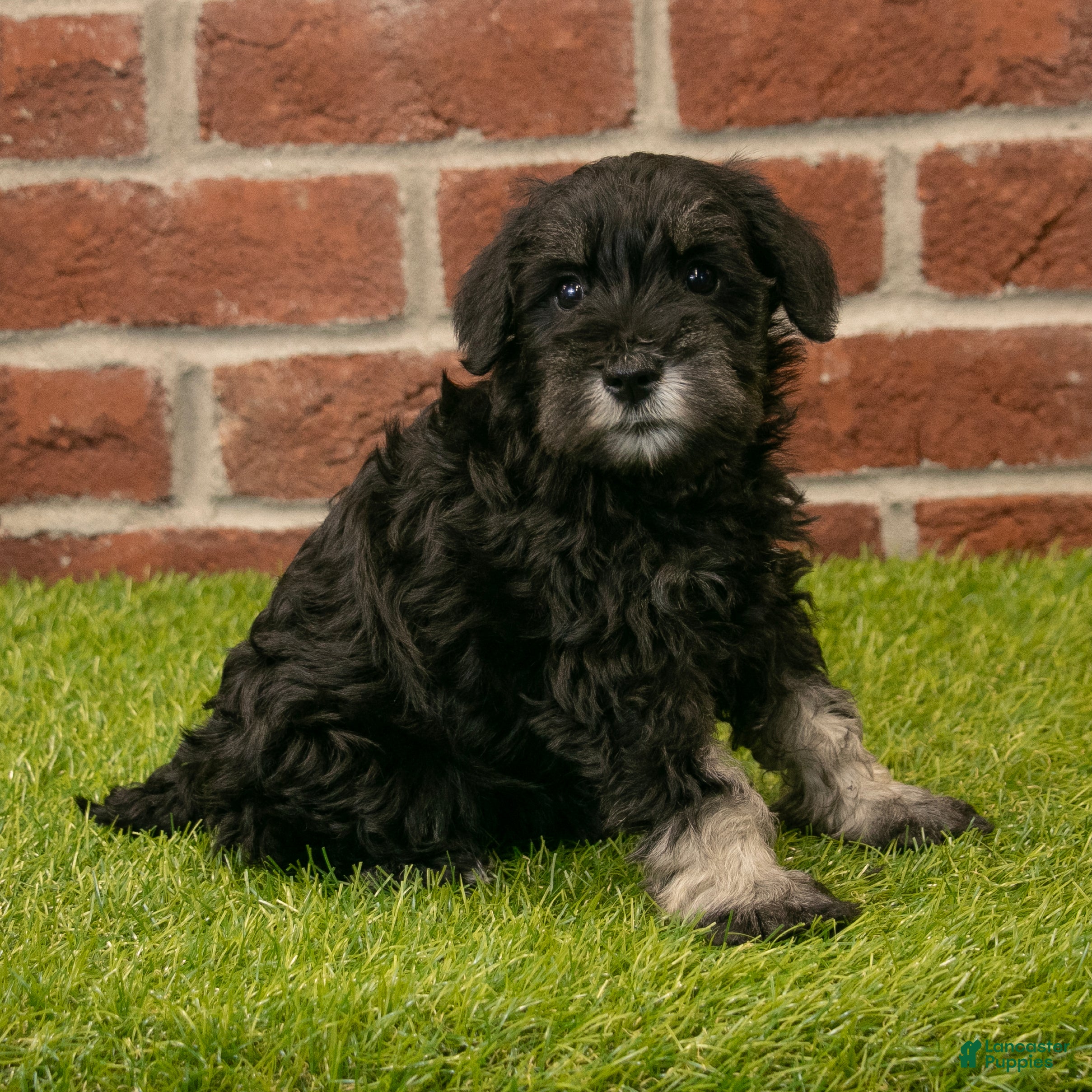 Miniature Schnauzer dogs for sale: Alice - Ad 2