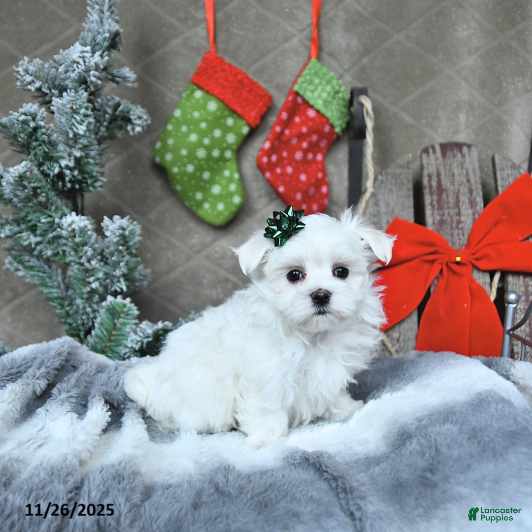 Maltese dogs for sale: Rudolph EXTRA SMALL - Ad 3
