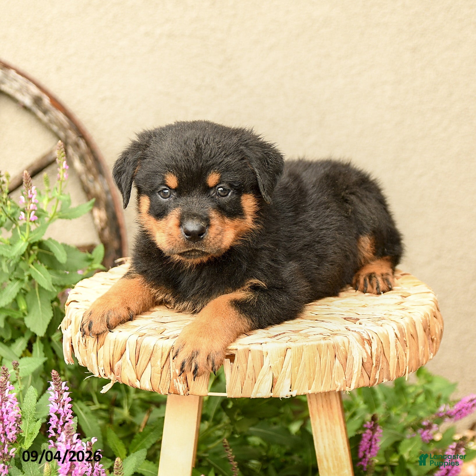 Rottweiler dogs Robby - Ad 2