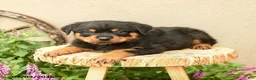 Rottweiler dogs for sale: Robby - Ad 2