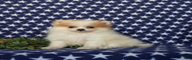 Donovan