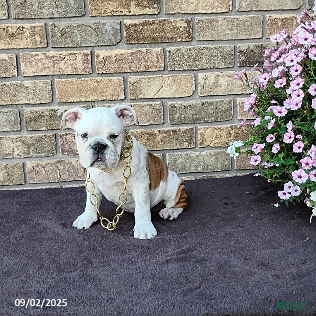 English Bulldog dogs for sale: Renita - Ad 19