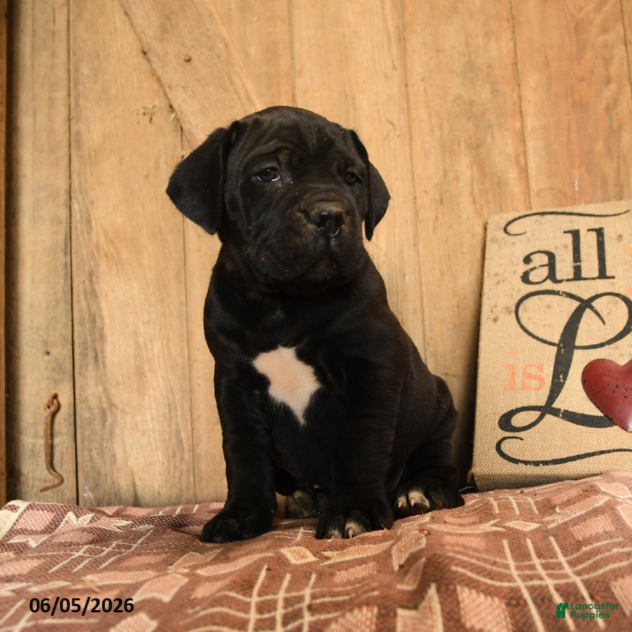 Cane Corso dogs Rollie - Ad 1