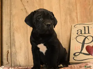 Cane Corso dogs for sale: Rollie - Ad 4
