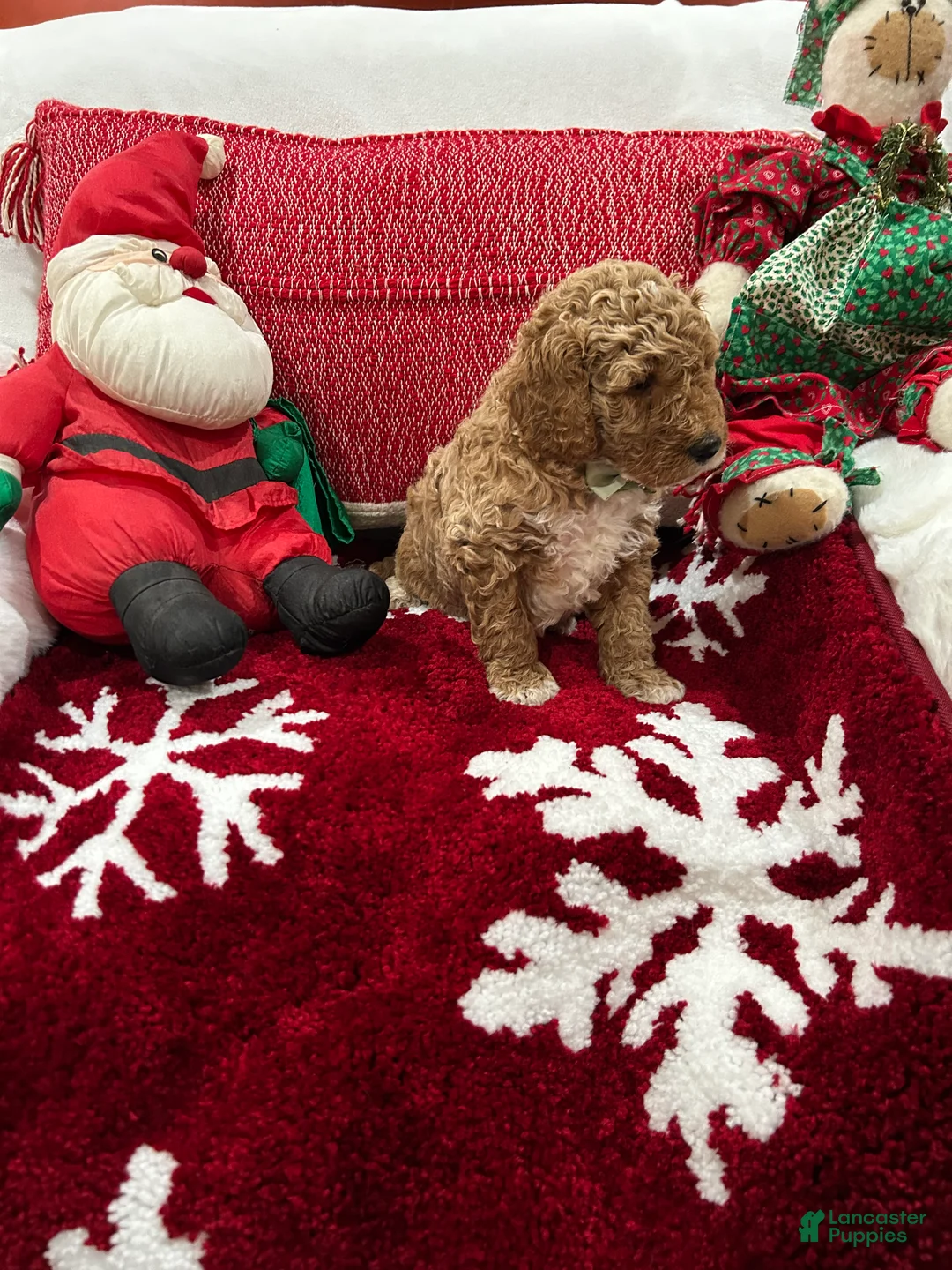 Mini Goldendoodle dogs for sale: Mini Goldendoodle Boots - Ad 2