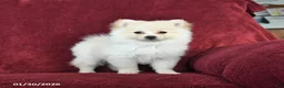 Pomeranian dogs for sale: Frisky - Ad 1