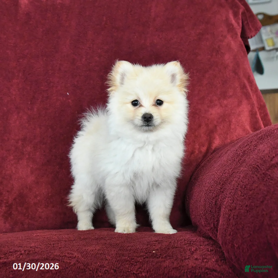 Pomeranian dogs for sale: Frisky - Ad 1