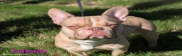 French Bulldog dogs for sale: Kona - Ad 7