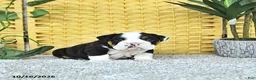 English Bulldog dogs for sale: Arthur - Ad 3