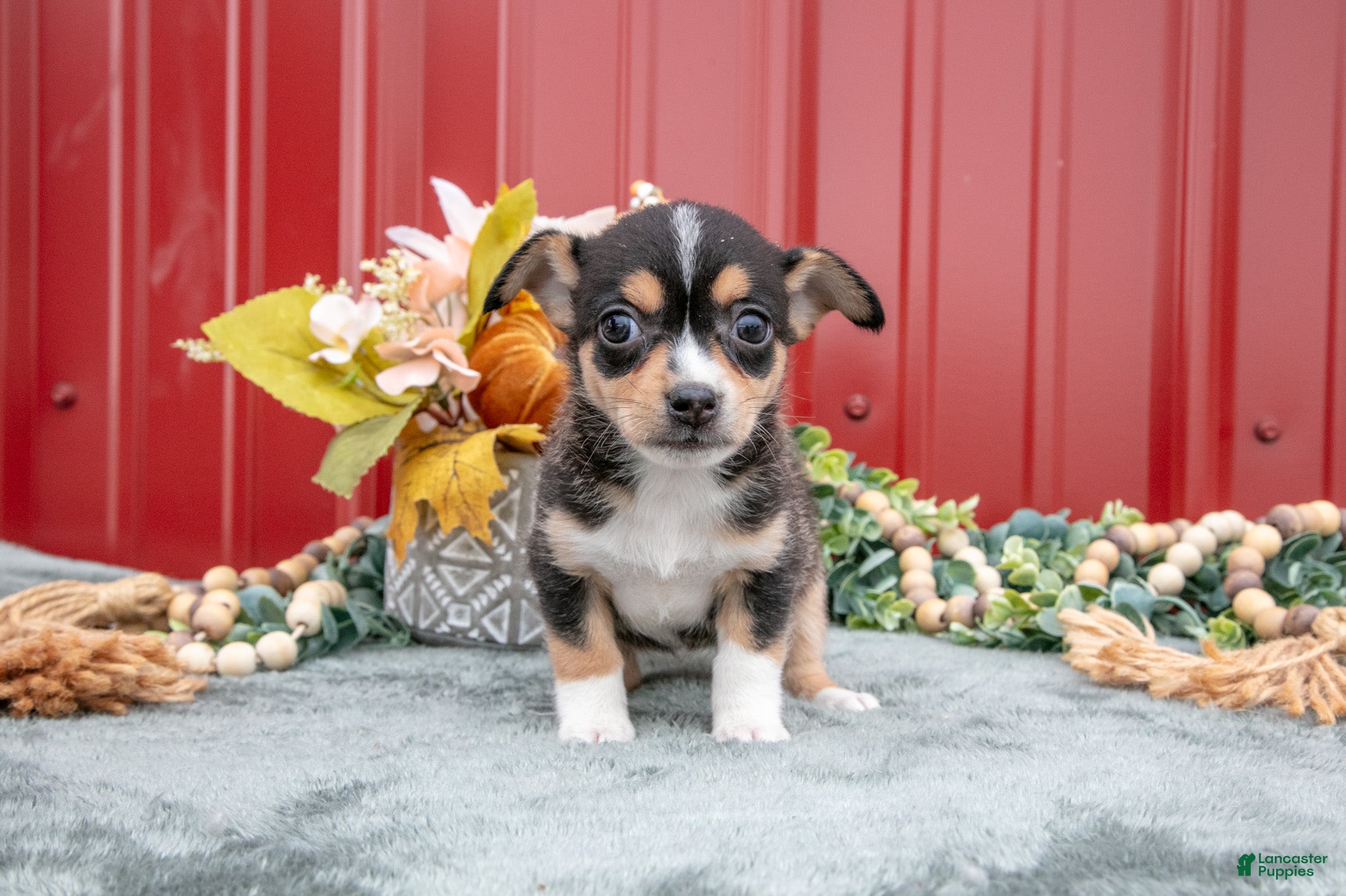 Jack Chi dogs Lauren - Ad 2