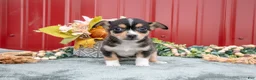 Jack Chi dogs for sale: Lauren - Ad 2
