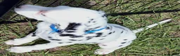 Dalmatian dogs for sale: Blue Sky - Ad 3